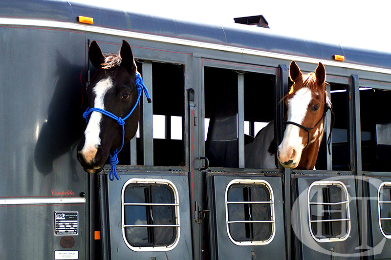 Поезда лошадка. Вагон для перевозки лошадей. Лошади в вагоне. Вагон для перевозки скота. Поезд для перевозки скота.