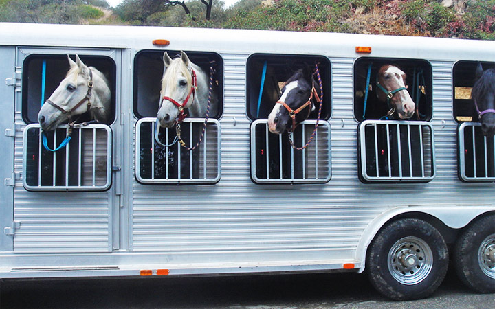 Asociación Preludio Dempsey Consejos prácticos para subir y transportar a tu caballo en remolque |  Pegasus Saddlery