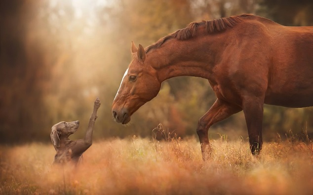 lo que mantiene a los caballos alejados de los perros