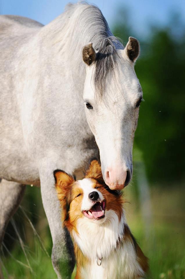 lo que mantiene a los caballos alejados de los perros