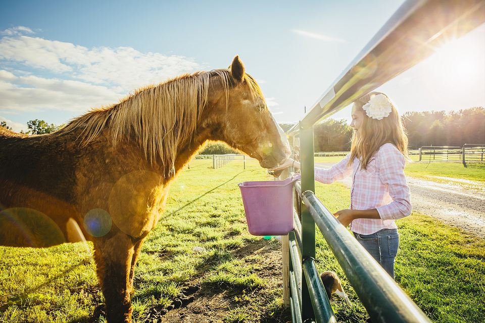Alimentar al caballo antes de salir a cabalgar hace mal ¿Mito o realidad?