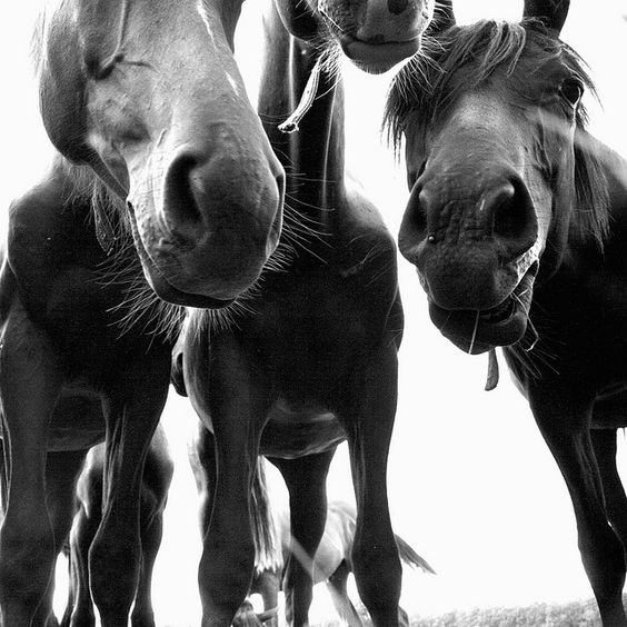 ¿Cómo influye el bienestar digestivo en el temperamento de un caballo?