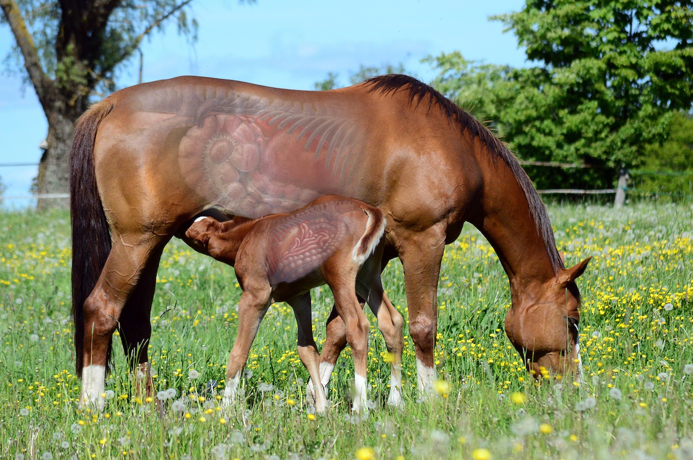 ¿Qué son las “bacterias intestinales” y cuál es el impacto en los caballos?